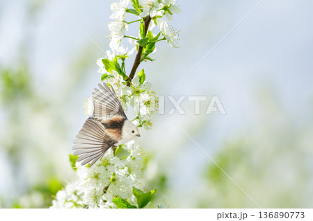 Little bird perching on branch of blooming plum tree with white flowers. Long-tailed tit. Springtime. Aegithalos caudatus 136890773