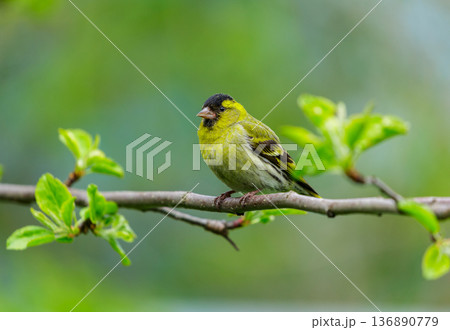 Little bird perching on branch of tree. Male siskin Little bird perching on branch of tree. Male siskin 136890779