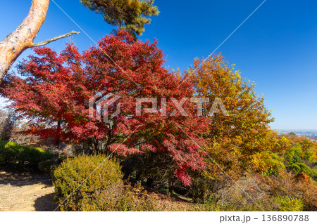 埼玉県東松山市岩殿 物見山公園の小高い山の中腹にある紅葉したモミジ 埼玉県東松山市岩殿 物見山公園の小高い山の中腹にある紅葉したモミジ 136890788