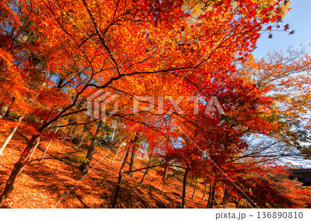 埼玉県東松山市岩殿 物見山公園の一画の紅葉したモミジ群生 埼玉県東松山市岩殿 物見山公園の一画の紅葉したモミジ群生 136890810