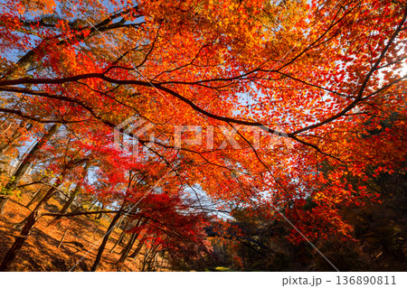 埼玉県東松山市岩殿　物見山公園の一画の紅葉したモミジ群生 136890811