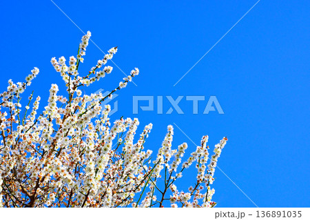 青空に映える蝋梅 青空に映える蝋梅 136891035