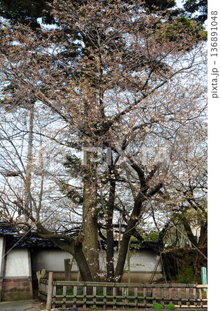 松月寺のサクラ 松月寺のサクラ 136891048