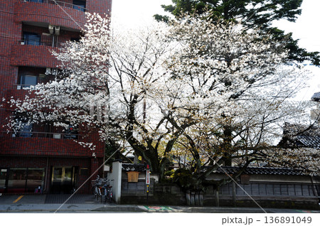 松月寺のサクラ 136891049