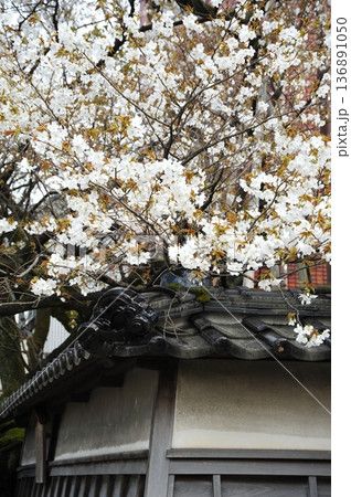 松月寺のサクラ 136891050