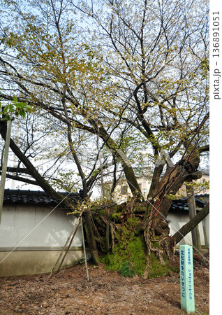 松月寺のサクラ 136891051