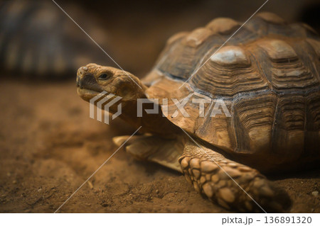 close up head of African spurred tortoise (Centrochelys sulcata) close up head of African spurred tortoise (Centrochelys sulcata) 136891320