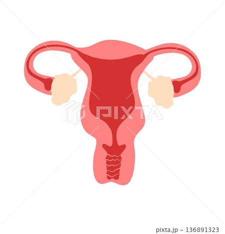 Female reproductive system Illustration 136891323