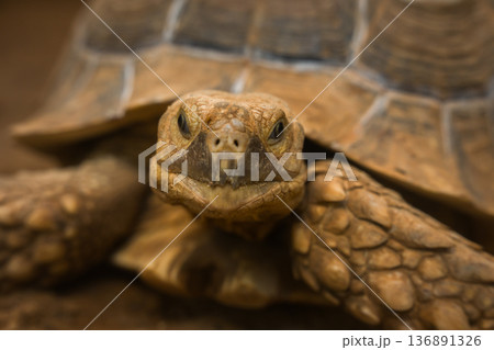 close up head of African spurred tortoise (Centrochelys sulcata) 136891326