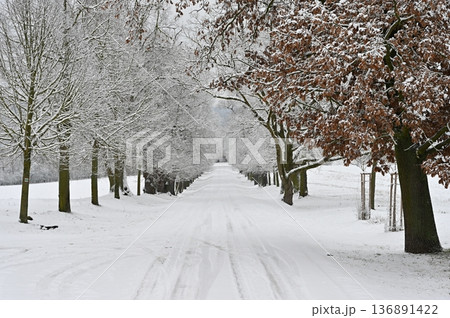 Winter landscape - frosty trees in the forest. Nature covered with snow. Beautiful seasonal natural background. Winter landscape - frosty trees in the forest. Nature covered with snow. Beautiful seasonal natural background. 136891422