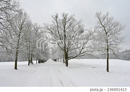 Winter landscape - frosty trees in the forest. Nature covered with snow. Beautiful seasonal natural background. Winter landscape - frosty trees in the forest. Nature covered with snow. Beautiful seasonal natural background. 136891423