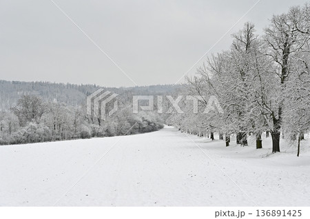 Winter landscape - frosty trees in the forest. Nature covered with snow. Beautiful seasonal natural background. Winter landscape - frosty trees in the forest. Nature covered with snow. Beautiful seasonal natural background. 136891425