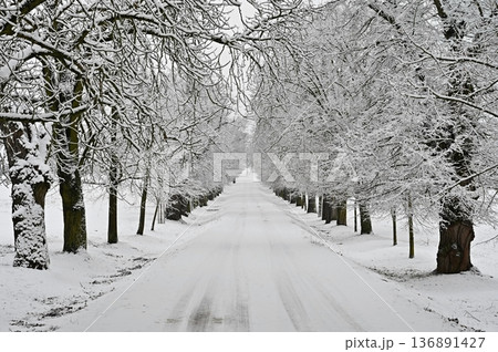 Winter landscape - frosty trees in the forest. Nature covered with snow. Beautiful seasonal natural background. 136891427