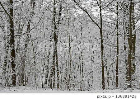 Winter landscape - frosty trees in the forest. Nature covered with snow. Beautiful seasonal natural background. 136891428