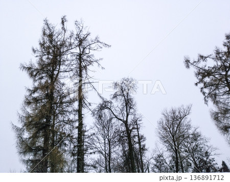Branch objects texture and background. 136891712