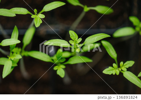 Sowing vegetable seeds indoors for seedlings in early spring. Sowing vegetable seeds indoors for seedlings in early spring. 136891824