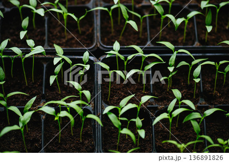 Sowing vegetable seeds indoors for seedlings in early spring. 136891826