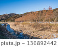 知内川沿いのメタセコイア並木　滋賀県高島市マキノ町 136892442