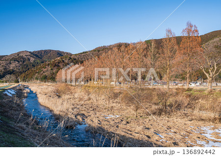 知内川沿いのメタセコイア並木　滋賀県高島市マキノ町 136892442