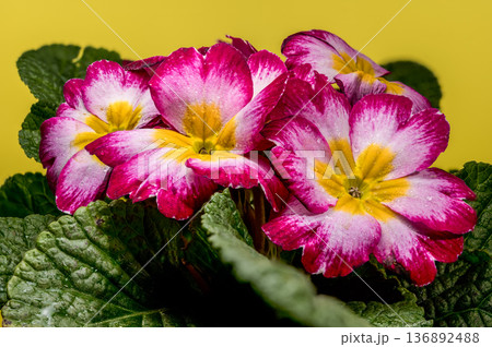 Pink and Yellow Primrose Flowers Blooming Against a Bright Yellow Background Pink and Yellow Primrose Flowers Blooming Against a Bright Yellow Background 136892488