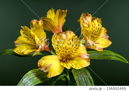 Yellow Alstroemeria Lily Flowers with Dew on Natural Green Background Yellow Alstroemeria Lily Flowers with Dew on Natural Green Background 136892489