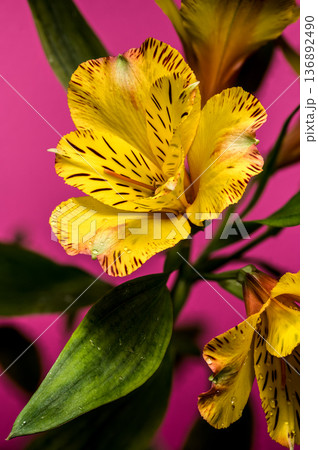 Yellow Alstroemeria Lily Flowers with Dew on Pink Background 136892490