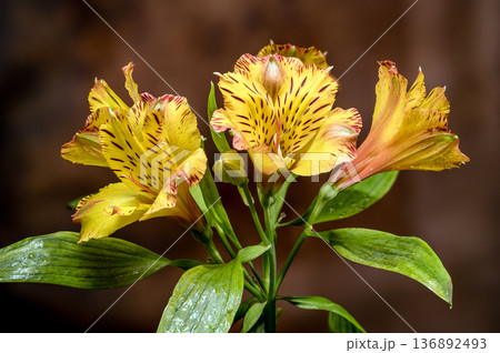 Yellow Alstroemeria Lily Flowers with Dew on Brown Background 136892493