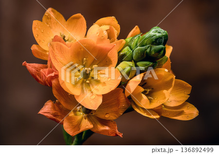 Orange Sun Star Flowers with Water Drops on Brown Background Orange Sun Star Flowers with Water Drops on Brown Background 136892499