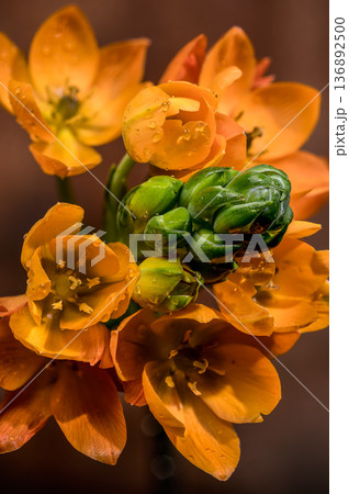 Orange Sun Star Flowers with Water Drops on Brown Background Orange Sun Star Flowers with Water Drops on Brown Background 136892500