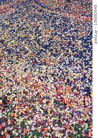 初冬の雨上がりの朝の公園の広場に散った欅とイチョウと桜の落葉風景 136892648