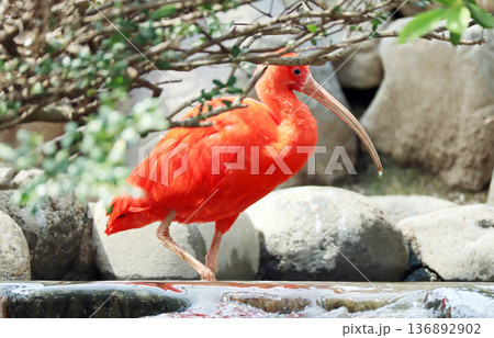 横向き全身の真っ赤な水鳥ショウジョウトキ 136892902