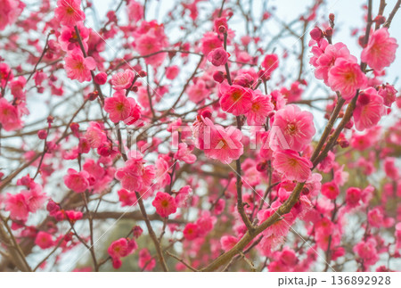 春の訪れを告げる満開の紅梅 ピンクの梅の花と清楚な枝ぶり 136892928