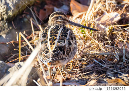 埼玉県川越市池辺　川越水上公園　修景池（ボート池）の水辺を歩くジシギ類のタシギ 136892953