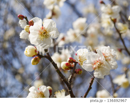 白い梅の花 136892967