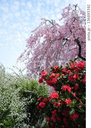 金沢 犀川の春 金沢 犀川の春 136893392