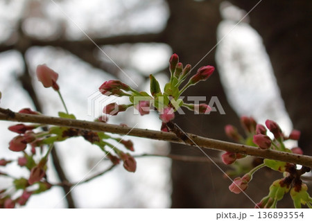 開花までもうしばらくの辛抱 136893554