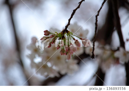 満開の桜と咲き始めた蕾 満開の桜と咲き始めた蕾 136893556