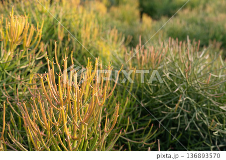 Euphorbia tirucalli,pencil cactus, Indian tree spurge 136893570