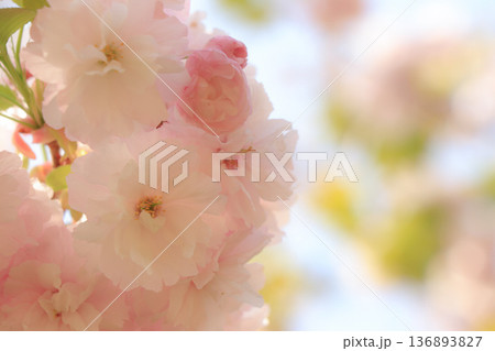 八重桜 136893827