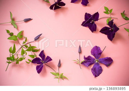 Climbing clematis with purple flowers isolated on pink background Climbing clematis with purple flowers isolated on pink background 136893895