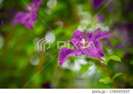 Floral background with vibrant clematis and green foliage Floral background with vibrant clematis and green foliage 136893897
