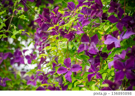 Natural botanical background with violet clematis blooms Natural botanical background with violet clematis blooms 136893898