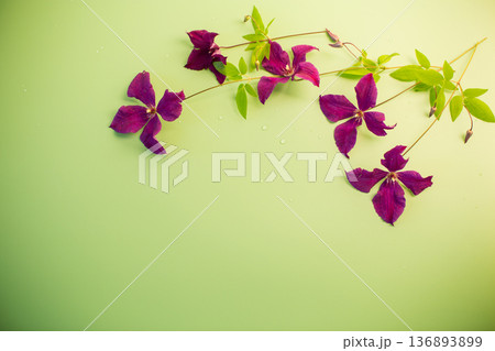 Space with clematis plant for inserting text 136893899