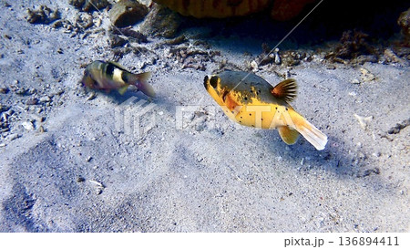 沖縄県座間味村の海で泳ぐコクテンフグ 136894411