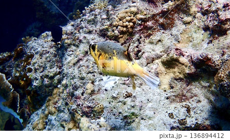 沖縄県座間味村の海で泳ぐコクテンフグ 沖縄県座間味村の海で泳ぐコクテンフグ 136894412