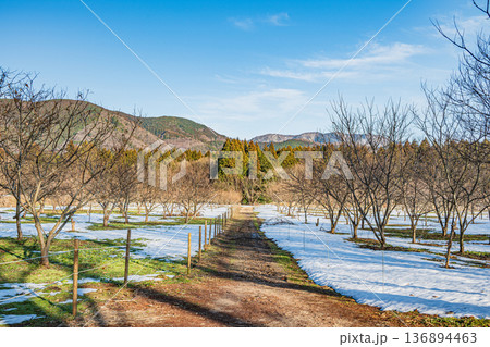 メタセコイア並木沿いの栗園　マキノピックランド　滋賀県高島市マキノ町 136894463