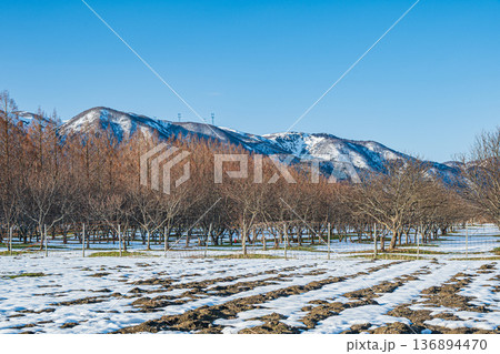 メタセコイア並木沿いの栗園　マキノピックランド　滋賀県高島市マキノ町 136894470