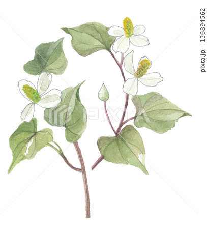 水彩で描いた どくだみ 十薬 じゅうやく 水彩で描いた どくだみ 十薬 じゅうやく 136894562