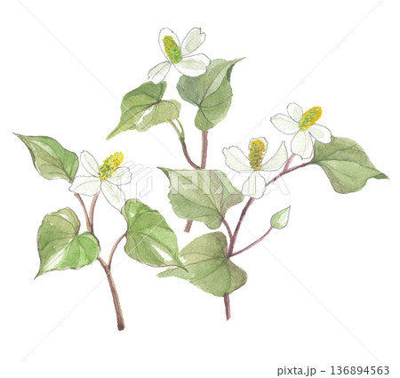 水彩で描いた どくだみ　十薬　じゅうやく 136894563