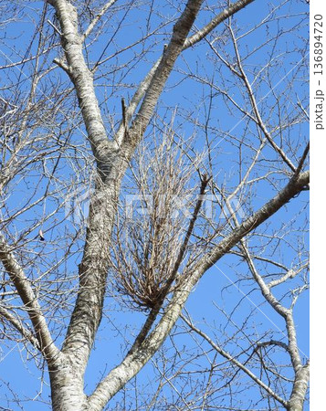 てんぐ巣病（植物の枝や葉が異常に密生する病気） 136894720